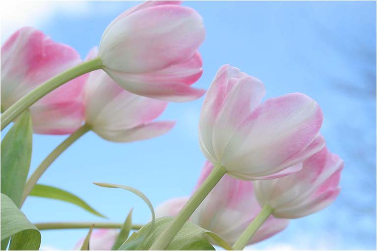 Spring time